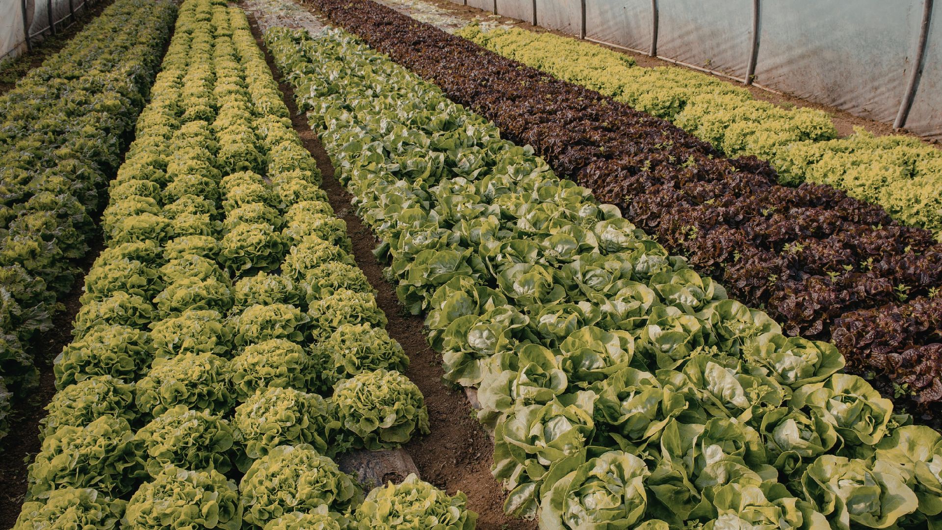 Greenhouse-complex-oman (3)