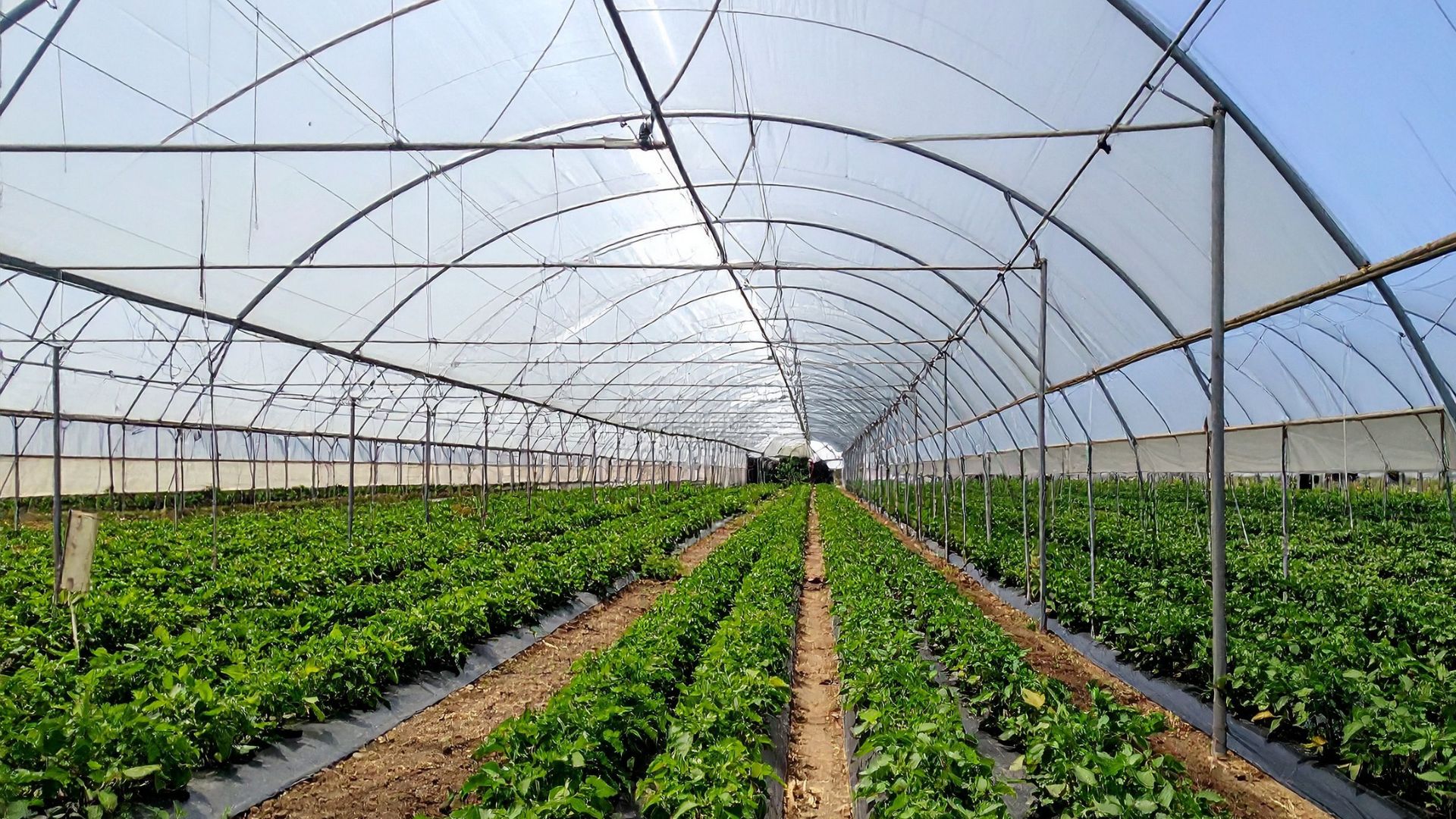 Greenhouse-complex-oman (4)